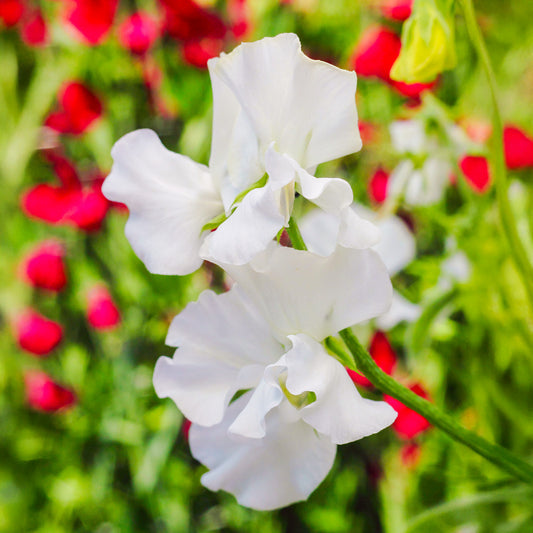 Sweet Pea 'White Ensign' Bedding Plants
