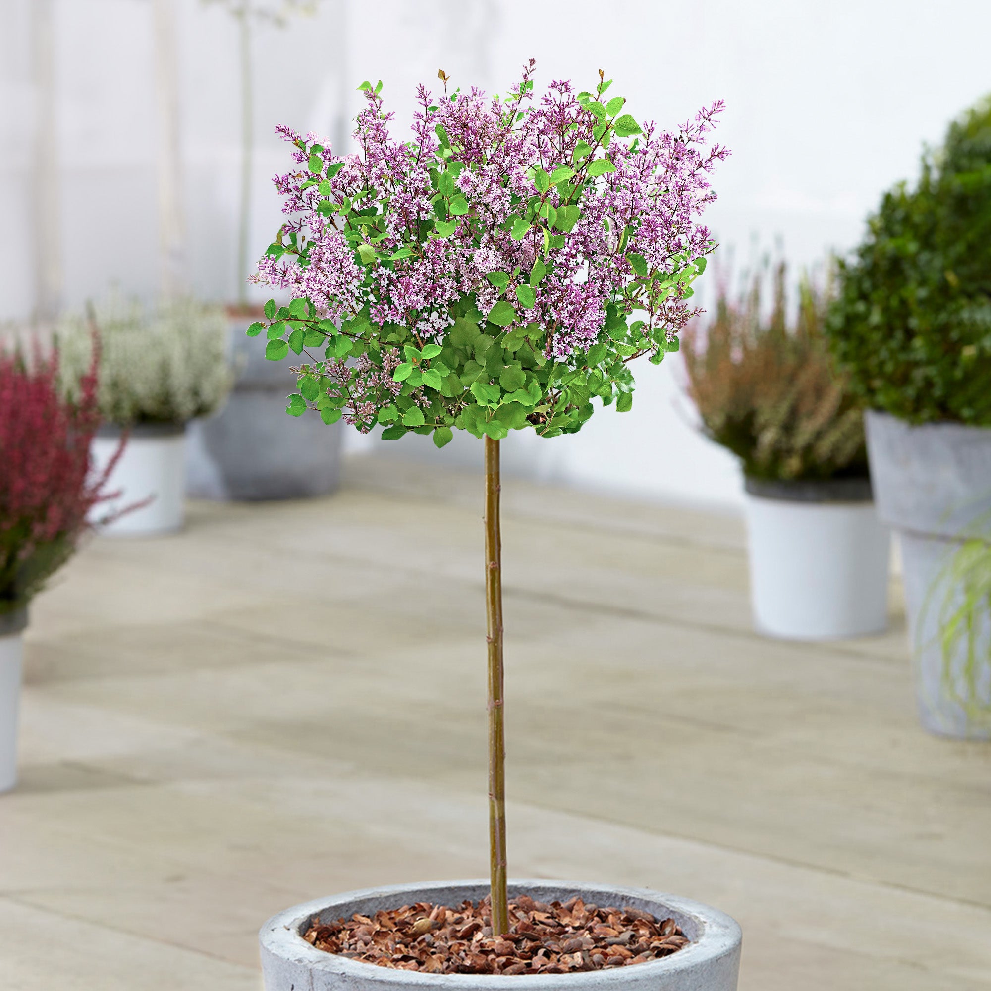 Syringa 'Dark Purple' Patio Tree | Lilac Tree – Gardeners Dream