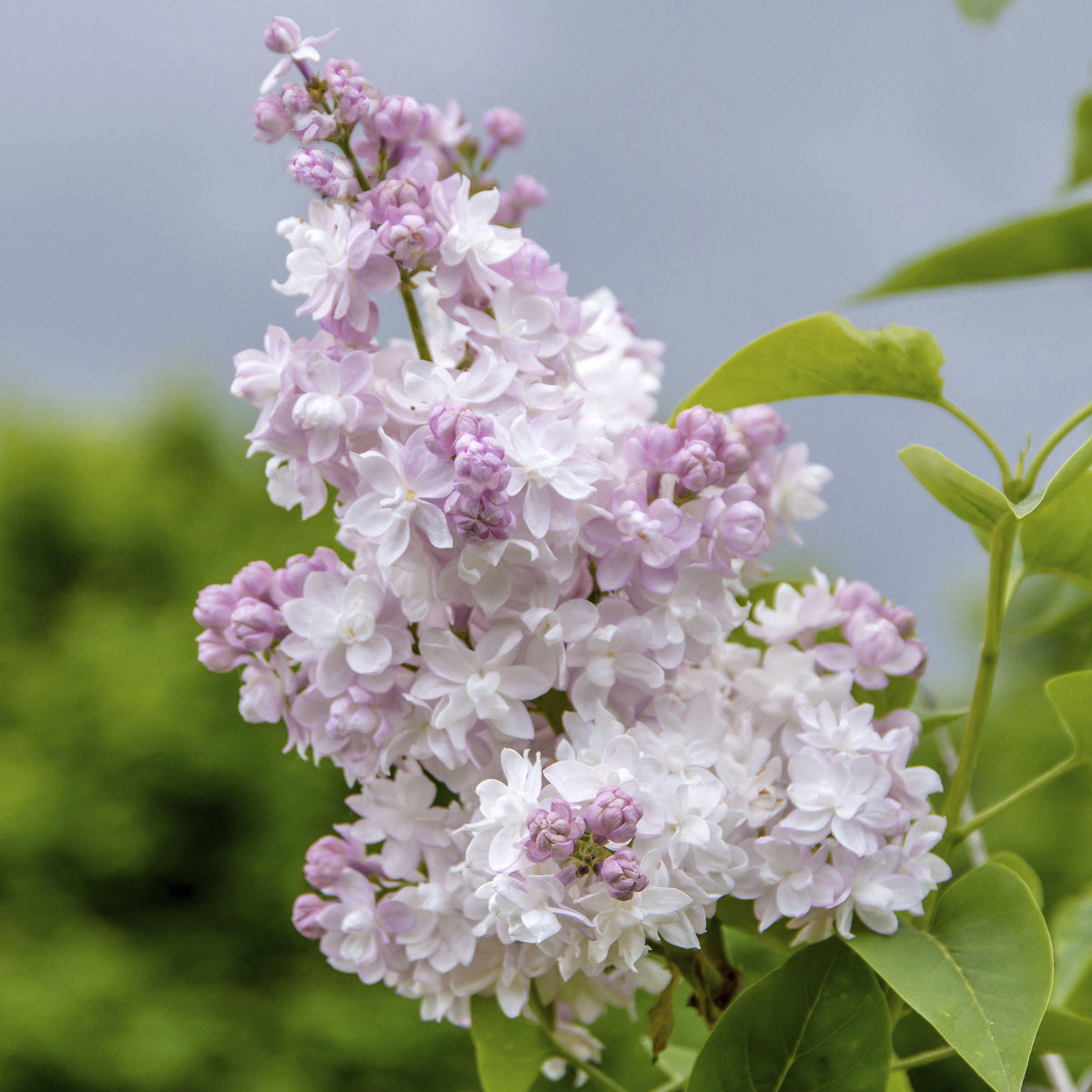 Syringa 'Beauty of Moscow' | Common Lilac – Gardeners Dream