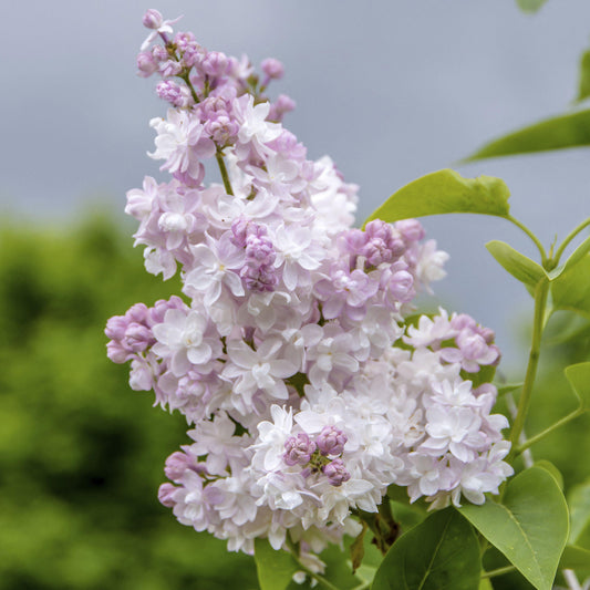 Syringa 'Beauty of Moscow'