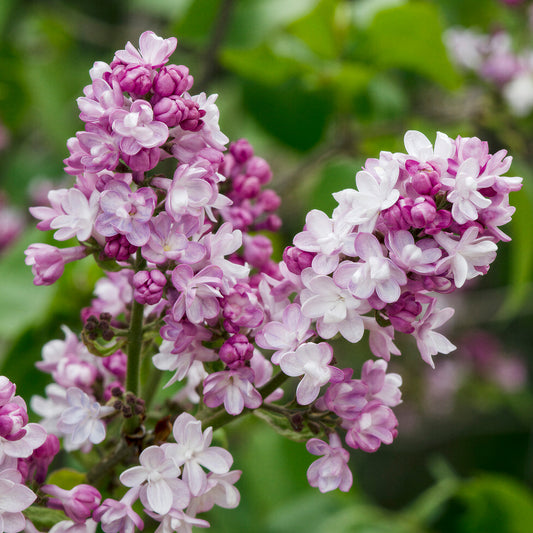 Syringa 'Belle de Nancy'