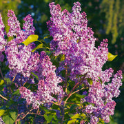 Syringa 'Bloomerang Pink Perfume'