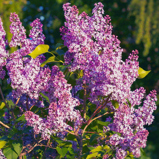 Syringa 'Bloomerang Pink Perfume'