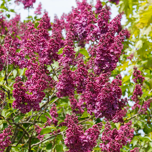 Syringa 'Charles Joly'