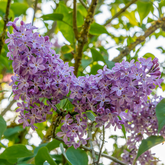 Syringa 'Katherine Havemeyer'