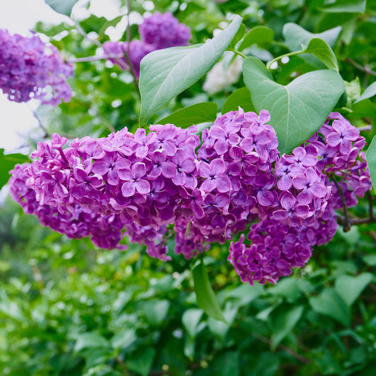 Syringa 'Ludwig Spath'