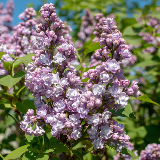 Syringa 'Michel Buchner'
