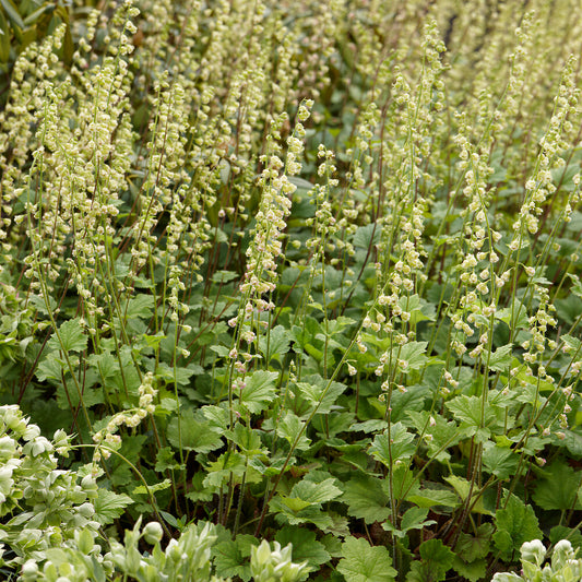 Tellima 'Rubra'