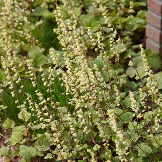 Tellima grandiflora