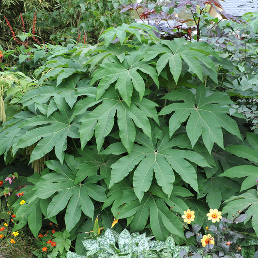 Tetrapanax 'Rex'