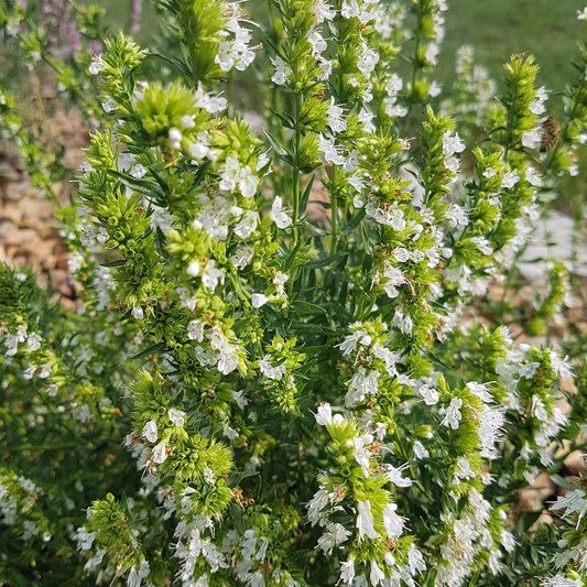 Teucrium 'Album'