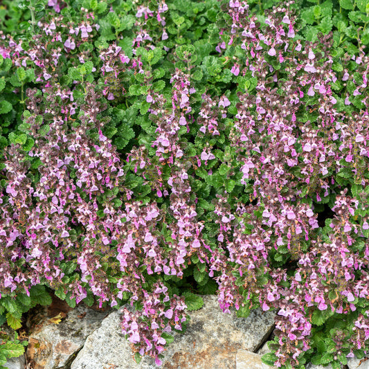 Teucrium lucidrys