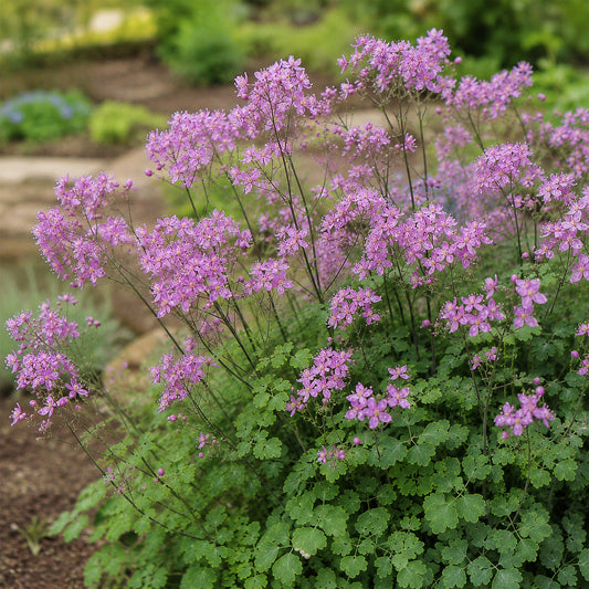 Thalictrum 'Fairy Wings'