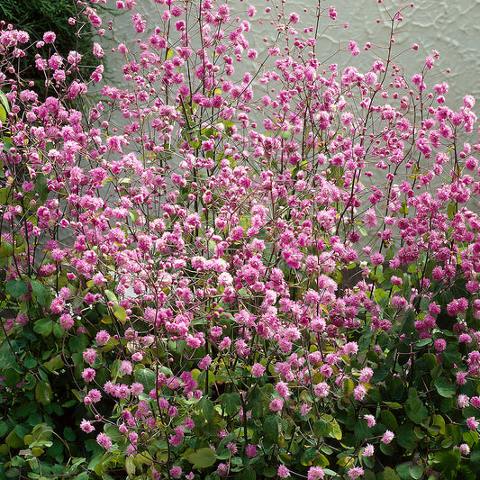 Thalictrum 'Hewitt's Double'
