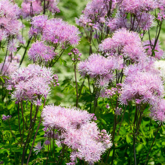 Thalictrum 'Nimbus Pink'