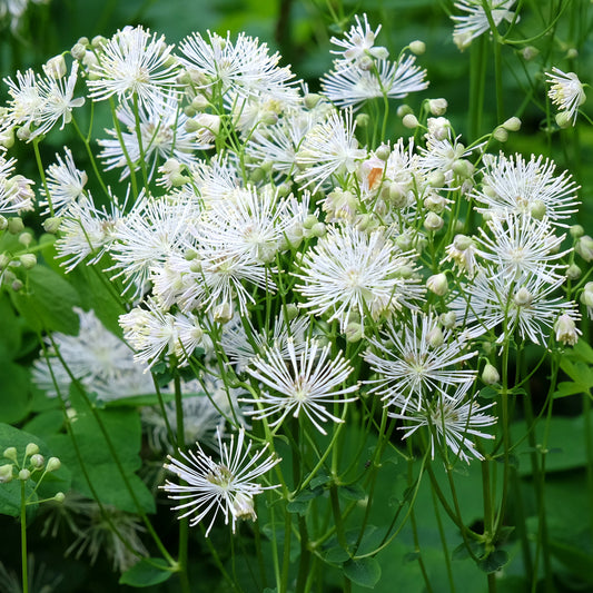 Thalictrum 'Nimbus White'
