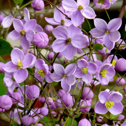 Thalictrum 'Splendide'