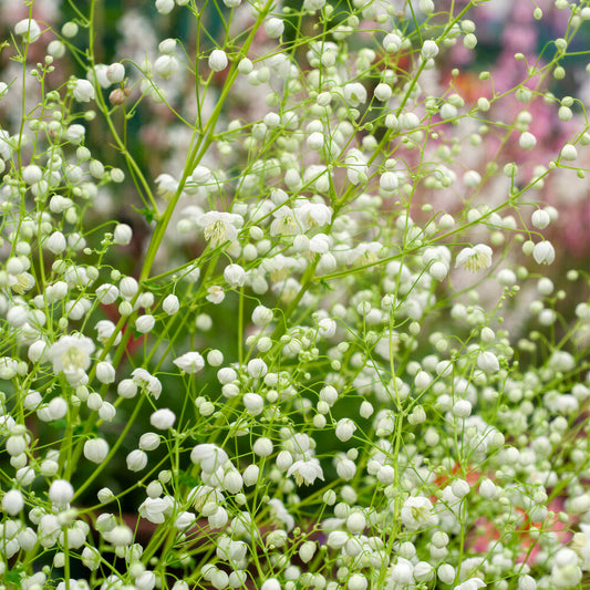 Thalictrum 'Splendide White'