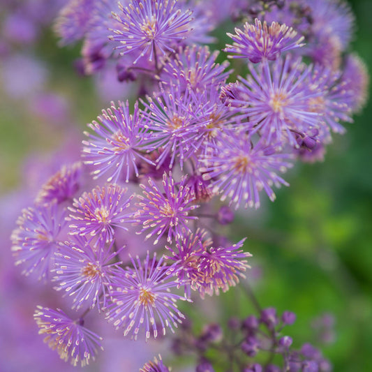 Thalictrum 'Thundercloud'