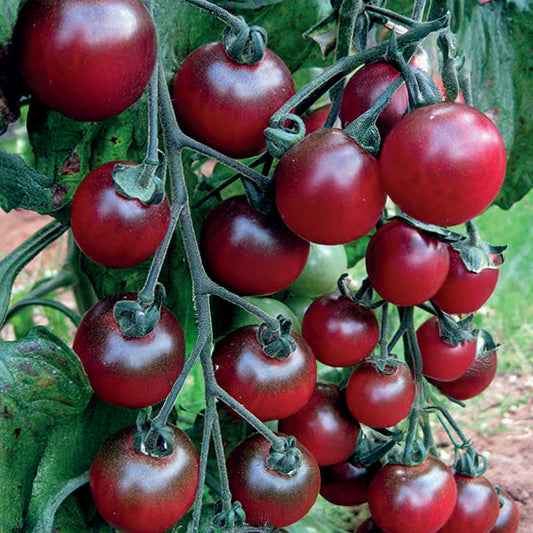 Tomato 'Rosella'