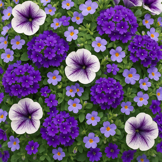 Trio Purple Joy Basket Plants