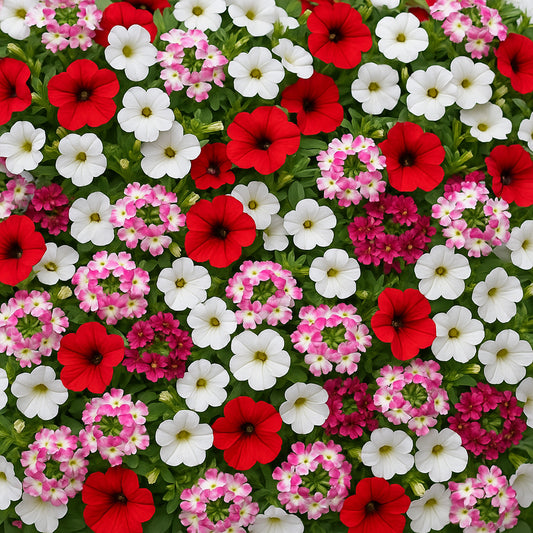 Trio Red Joy Basket Plants