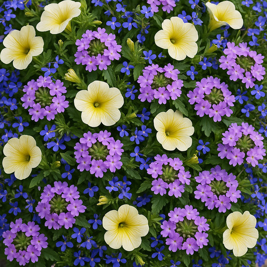 Trio Sunshine in Blue Basket Plants