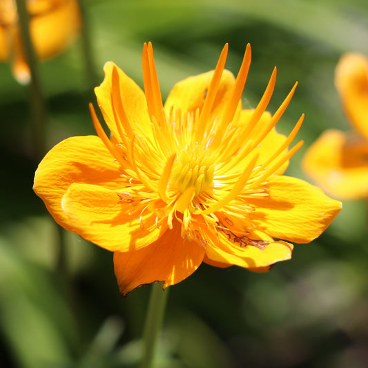Trollius 'Golden Queen'