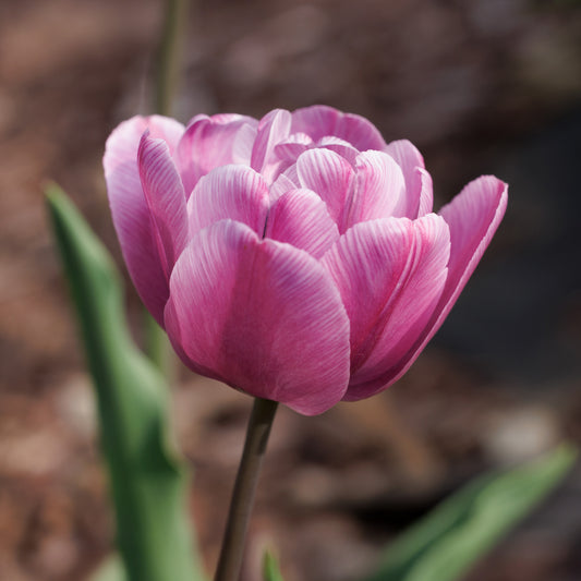 Tulip 'Blue Diamond'