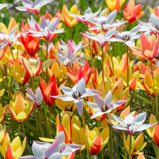 Tulip Clusiana Mixed