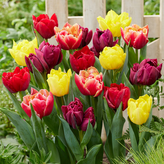 Tulip Double Early Garden Mix