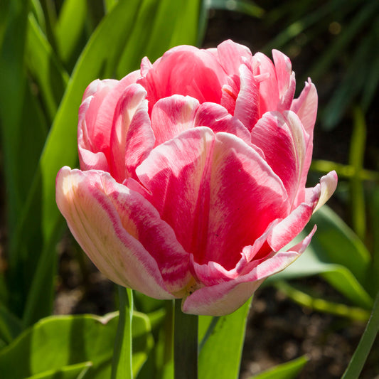 Tulip 'Foxtrot'