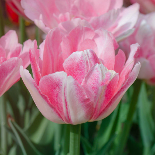 Tulip 'Mariage'