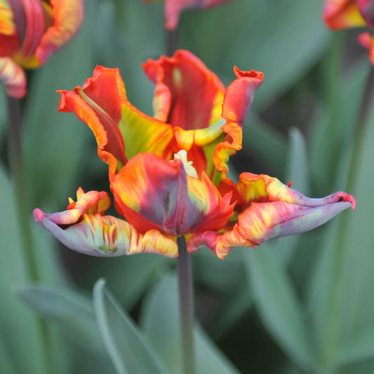 Tulip 'Rasta Parrot'
