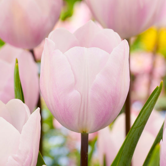 Tulip 'Silver Cloud'