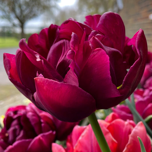 Tulip 'Alison Bradley'