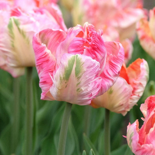 Tulip 'Apricot Parrot'