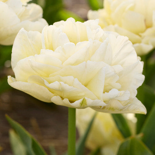 Tulip 'Avant Garde'