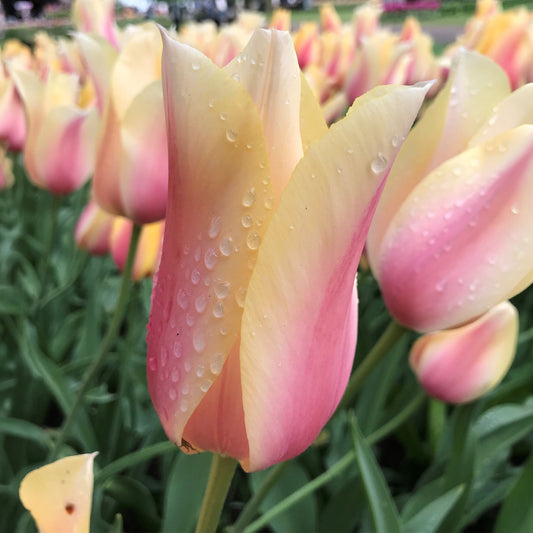 Tulip 'Blushing Beauty'