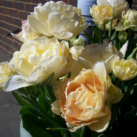 Tulip 'Charming Lady'