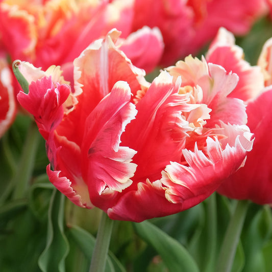 Tulip 'Dee Jay Parrot'