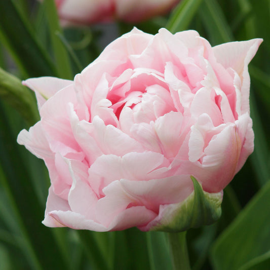 Tulip 'Dreamer'