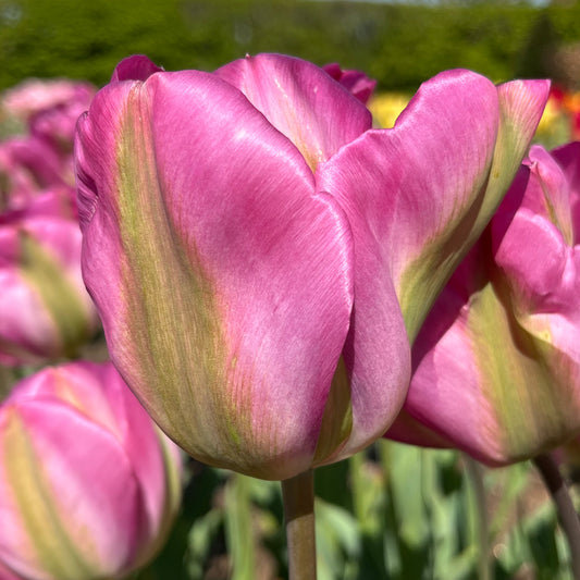 Tulip 'Greenland'