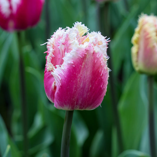 Tulip 'Hawaii'