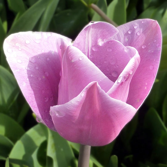Tulip 'Jacuzzi'