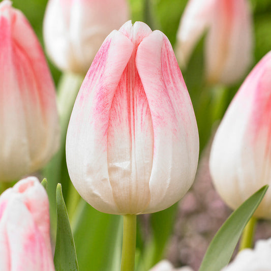 Tulip 'Kyoko Takahashi'
