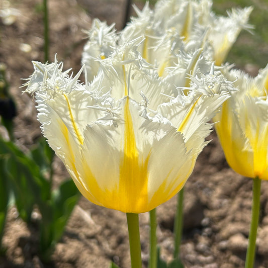 Tulip 'Lemon Beauty'