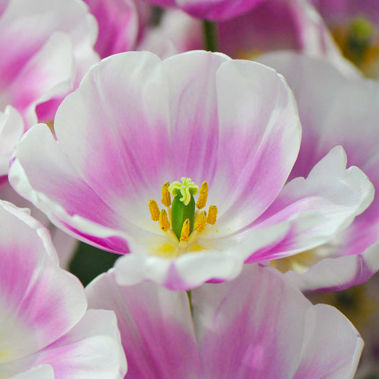 Tulip 'Librije'