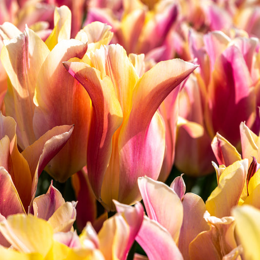 Tulip 'Marianne'