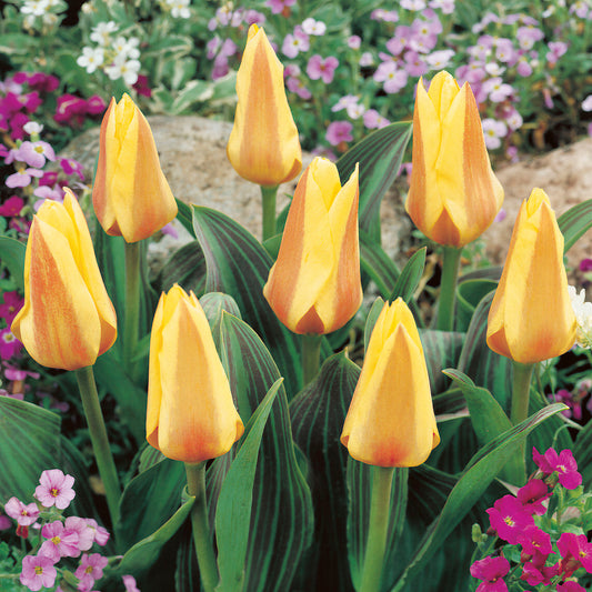Tulip 'Miskodeed'